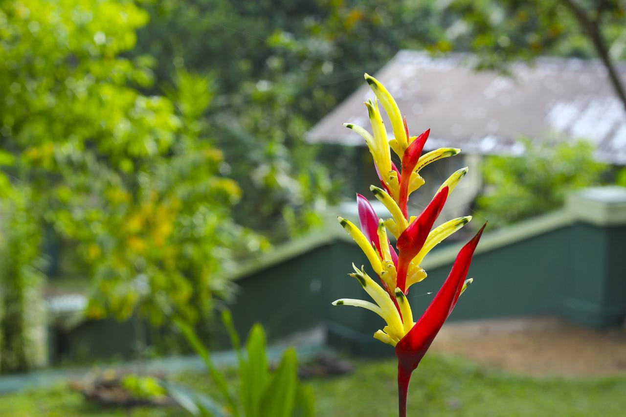 Blue Magpie Lodge Sinharaja Kudawe المظهر الخارجي الصورة